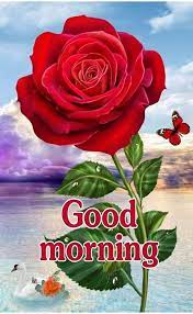 Big Red Rose Good Morning Image Rose Morning Good Morning Good Morning Images Good Morning Images Flowers Good Morning Flowers Pictures Good Morning Flowers