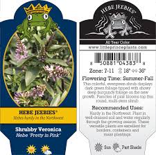 Image result for shrubby veronica hebe