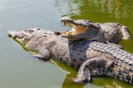 Crocodiles Facts Pictures Live Science