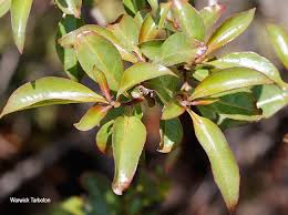 Image result for Heteropyxis natalensis