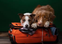 French Boss, épisode 14 : Gary Bravard, co-fondateur d'Adore Me