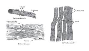 A muscle is a group of muscle tissues which contract together to produce a force. Draw Well Labelled Diagrams Of Various Types Of Muscles Found In Human Body