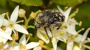 Image result for Tropinota hirta