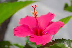 Image result for Hibiscus