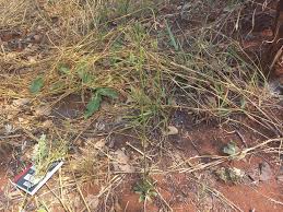 Image result for Lactuca homblei