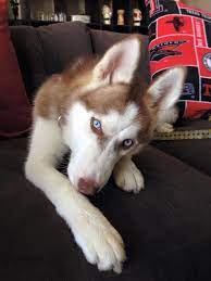 Adopt Timber On Petfinder Siberian Husky Dog Husky Dogs Siberian Husky
