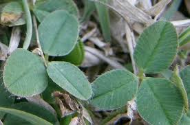 Image result for Trifolium semipilosum