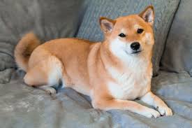 This map shows how many shiba inu dogs are posted in other states. Why Is The Shiba Inu The Most Popular Dog In Japan K9 Web