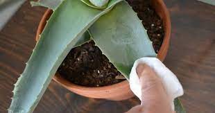 Aloe Vera Plant Care How To Grow Care For Your Aloe Plants Aloe Vera Plant Aloe Plant Plant Care Houseplant