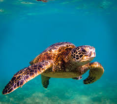 .sea, palau marine, andaman sea, arabian sea, east african marine, west madagascar marine, mesoamerican caribbean reef, greater antillean marine hawksbill turtle is a priority species. Time For Kids Sea Turtle Discovery Zone