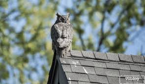 Maybe you would like to learn more about one of these? Mitos Burung Hantu Di Atap Rumah Benarkah Pertanda Kematian