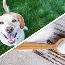 15 Clever Pet Products You Can Make At Home Easy Pets Pets Dogs