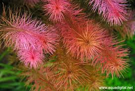 Image result for Rotala gossweileri