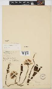 Image result for Vernonia gerberiformis