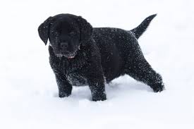 Males available end of january. Starlite Labradors Home