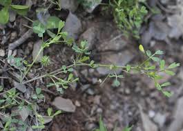 Image result for Medicago laciniata