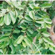 Image result for Bridelia atroviridis