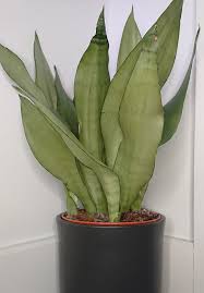 I paid $37.00 for it, which i thought was reasonable. Sansevieria Dracaena Snake Plant Mother In Law S Tongue Guide Our House Plants