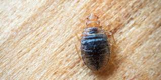Our professional pest control training programs are offered throughout the year and provide a consistently high level of continuing education for pest management services professionals. Bug Off Pest Control Llc Bug Off Pest Control Llc