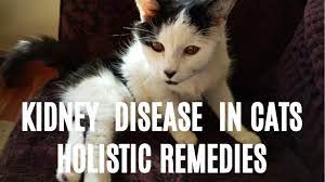 There is no cure, but with proper treatment, your cat can live for several months or even years. How Long Do Cats Live With Kidney Failure Catwiki