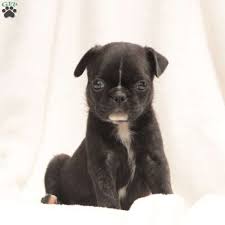 Buckeye puppies makes it easy to find healthy puppies from reputable dog breeders across pennsylvania, ohio, and more. Kai Bugg Puppy For Sale In Pennsylvania