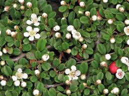 Image result for Cotoneaster microphyllus