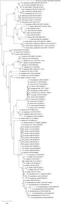 Hicrome Bacillus Agar For Presumptive Identification Of