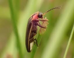 Lighting the Way: How Can Students Shape Firefly Conservation?