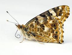 Sie sehen aus, wie kleine fliegen und sind doch vielleicht motten? Kleine Motten In Der Wohnung Massnahmen Zur Beseitigung