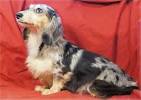 Mini Red Long Haired Dachshund