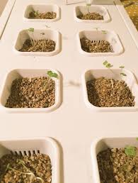 Ikea has launched its new indoor gardening product into stores, bringing home hydroponics to a larger market (+ slideshow). Ikea Ivar Vaxer Hack Hydroponic Hq Plant Eat Repeat