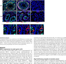 Describe The Process Of Spermatogenesis With The Help Of Diagram. - Biology  | Shaalaa.Com