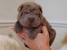 Chinese Shar-Pei Puppies For Sale - AKC Marketplace