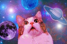 Kedi Forumlarinda Karsilastigimiz Beyin Yakan Sorular Space Cat Kedi Esprileri Kedi