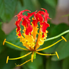 Image result for Gloriosa sessiliflora
