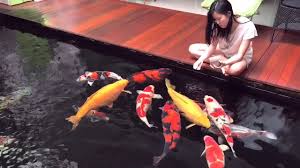 It was punny the first time, now it's old. Hand Feeding Koi Youtube