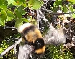 Image result for Bombus balteatus