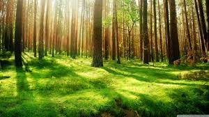 Beautiful Nature Scenery Wallpapers Wallpaper Cave Free live wallpaper for your desktop pc & android phone!
