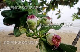 Image result for Barringtonia asiatica