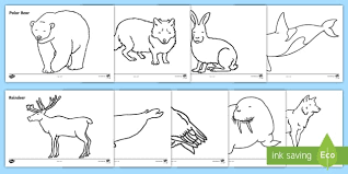 While many preschoolers enjoy rainy days outside, it's best to keep scrolling to get your very own arctic hare craft today and start exploring the arctic with your little ones and their paper arctic hare buddies! Animals That Live In The Arctic Colouring Sheets Ks1