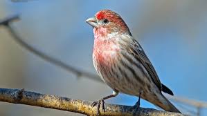fabulous finches: birds wear colors