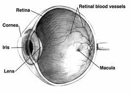 We did not find results for: Mata Definition And Synonyms Of Mata In The Malay Dictionary