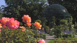 The Peggy Rockefeller Rose Garden - YouTube
