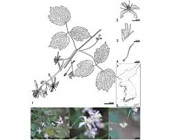 Make sure it is the right kind of structure. Clematis Takedana Makino 1 Flowering Branch 2 Flower 3 Stamens Download Scientific Diagram