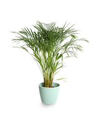 Ideal for indoor use, window sill, desk decoration, perfect gift for wedding, birthday, christmas, etc. 18 Gorgeous Indoor Plants That Are Almost Impossible To Kill Iproperty Com My