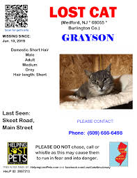 Get conneected to others that help find lost pets. Lost Cat Medford Nj Jun 10 Lost Cats New Jersey Facebook