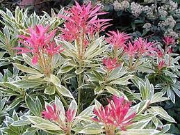 Image result for Pieris japonský obrázek