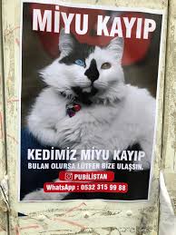 Alanya Da Kayboldu Tatli Kedi Miyu Araniyor