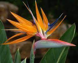 Flowers That Look Like Birds Google Search Birds Of Paradise Plant Birds Of Paradise Flower Paradise Plant