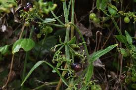 Image result for Rubia cordifolia